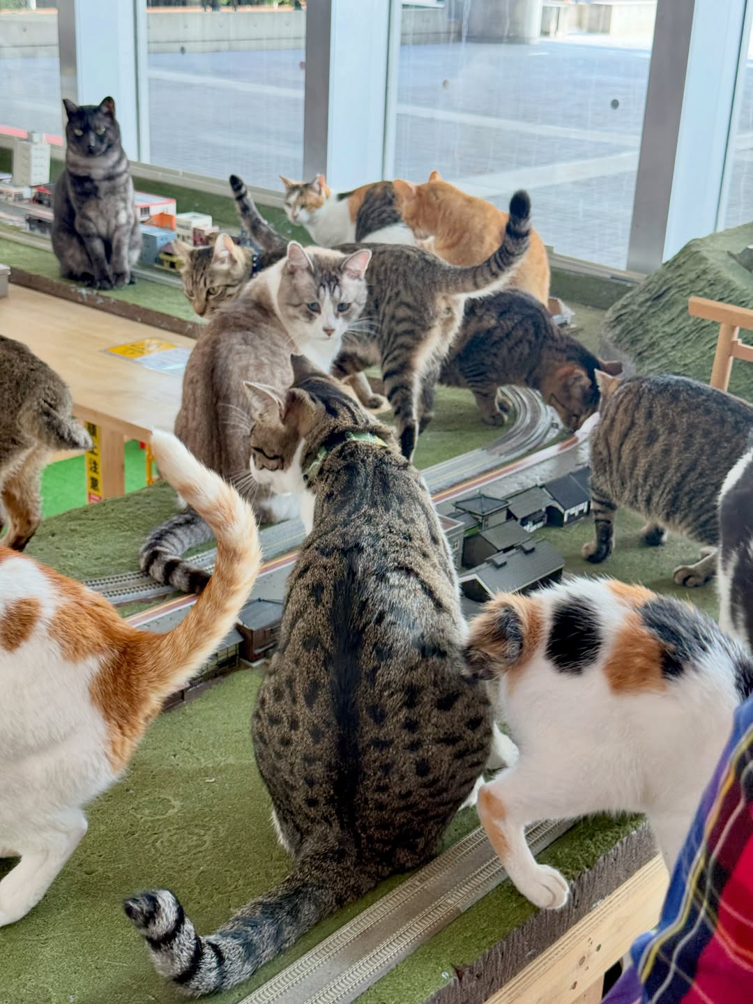 ジオラマの線路や街のそばに集まる保護猫たち